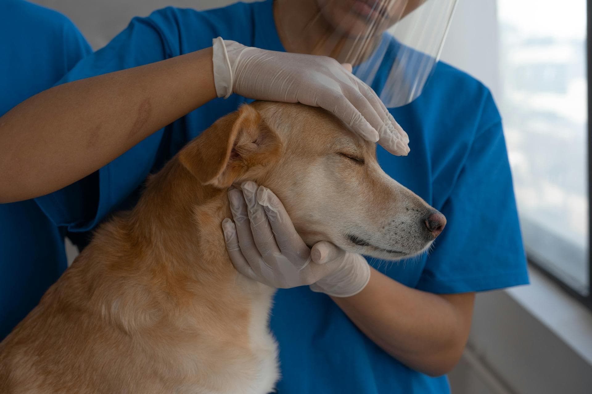 Emergency vets in Montgomery